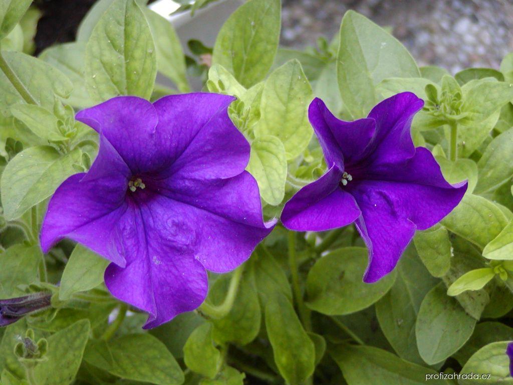 Petunia Surfinia Blue (surfinie) Petunia Surfinia Blue (surfinie)