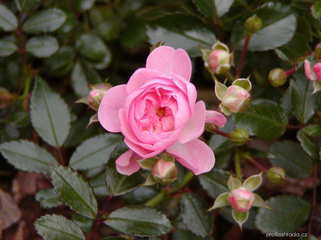 Rosa The Fairy Bentall, 1932 (růže) Rosa The Fairy Bentall, 1932 (růže)