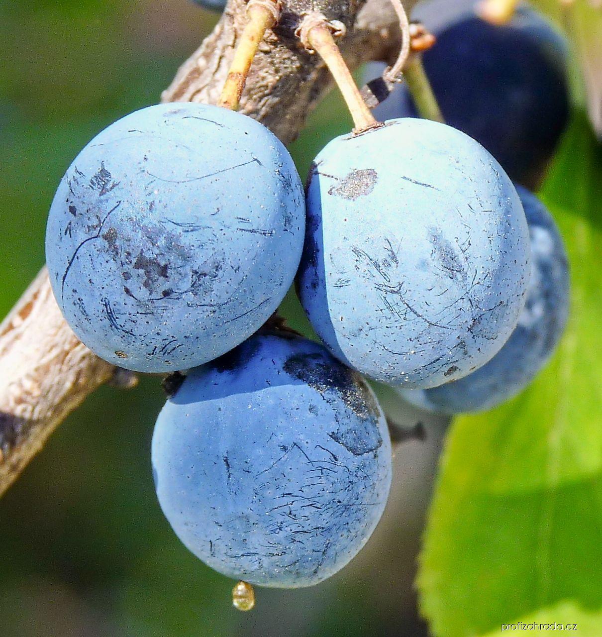 Prunus spinosa L. (trnka obecná) Prunus spinosa L. (trnka obecná)