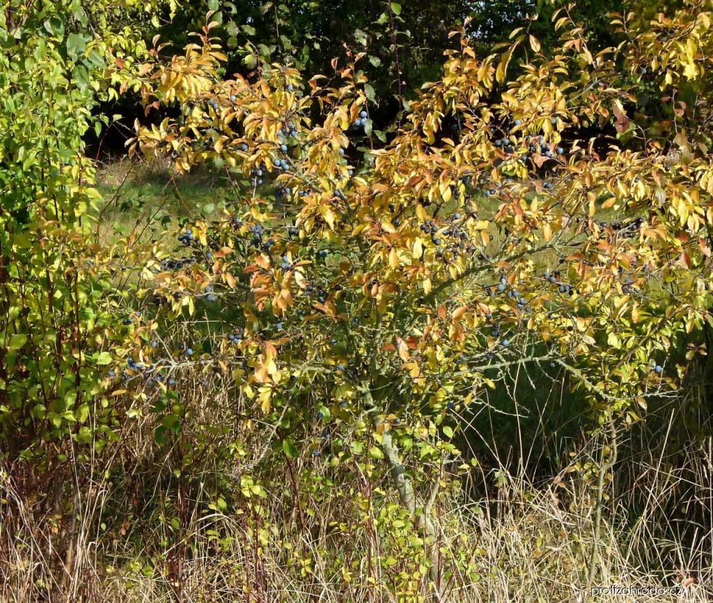Prunus spinosa L. (trnka obecná) Prunus spinosa L. (trnka obecná)