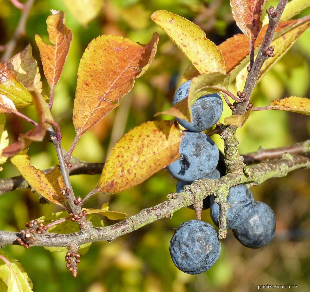 Prunus spinosa L. (trnka obecná) Prunus spinosa L. (trnka obecná)