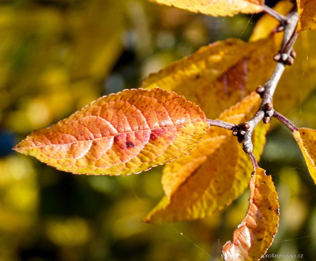 Prunus spinosa L. (trnka obecná) Prunus spinosa L. (trnka obecná)