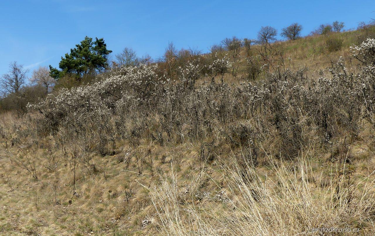 Prunus spinosa L. (trnka obecná) Prunus spinosa L. (trnka obecná)