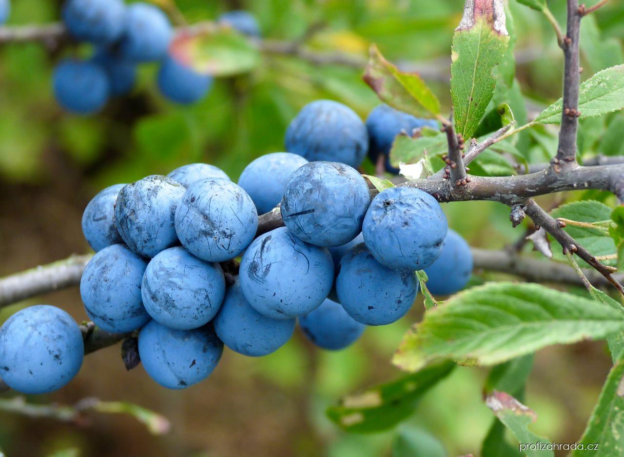 Prunus spinosa L. (trnka obecná) Prunus spinosa L. (trnka obecná)
