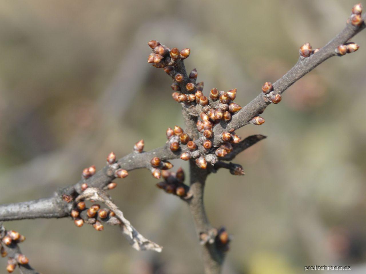 Prunus spinosa L. (trnka obecná) Prunus spinosa L. (trnka obecná)