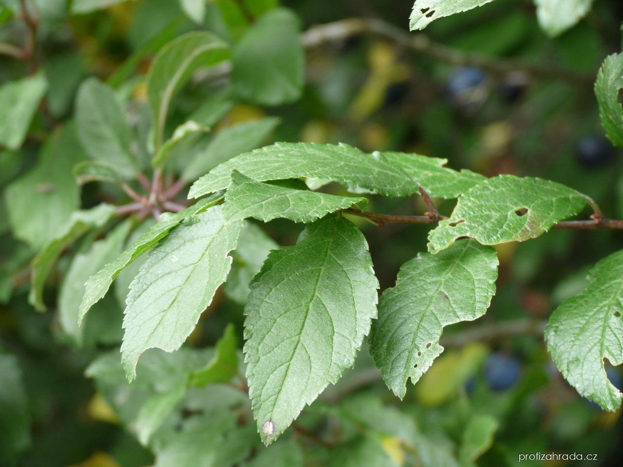 Prunus spinosa L. (trnka obecná) Prunus spinosa L. (trnka obecná)