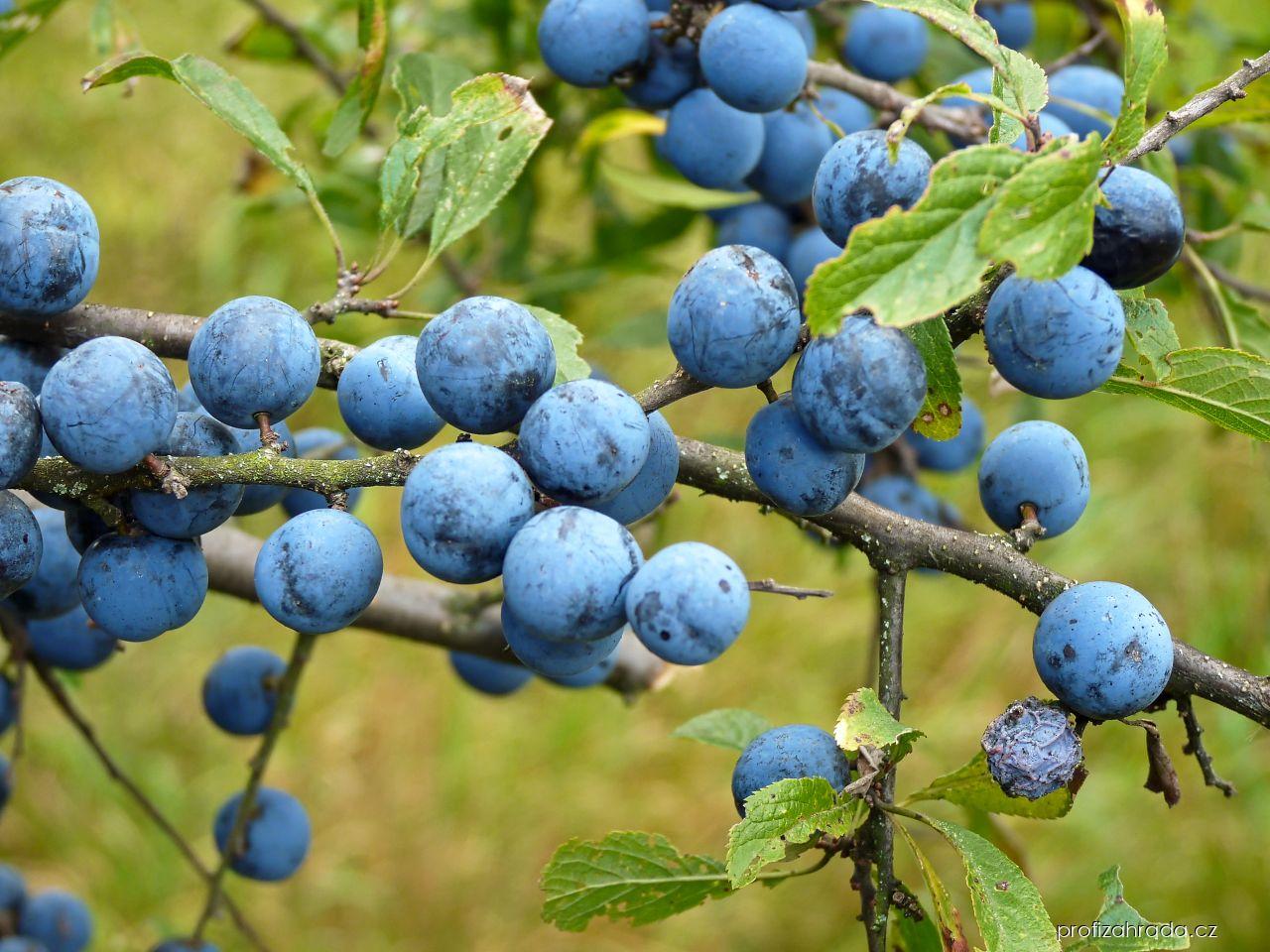 Prunus spinosa L. (trnka obecná) Prunus spinosa L. (trnka obecná)