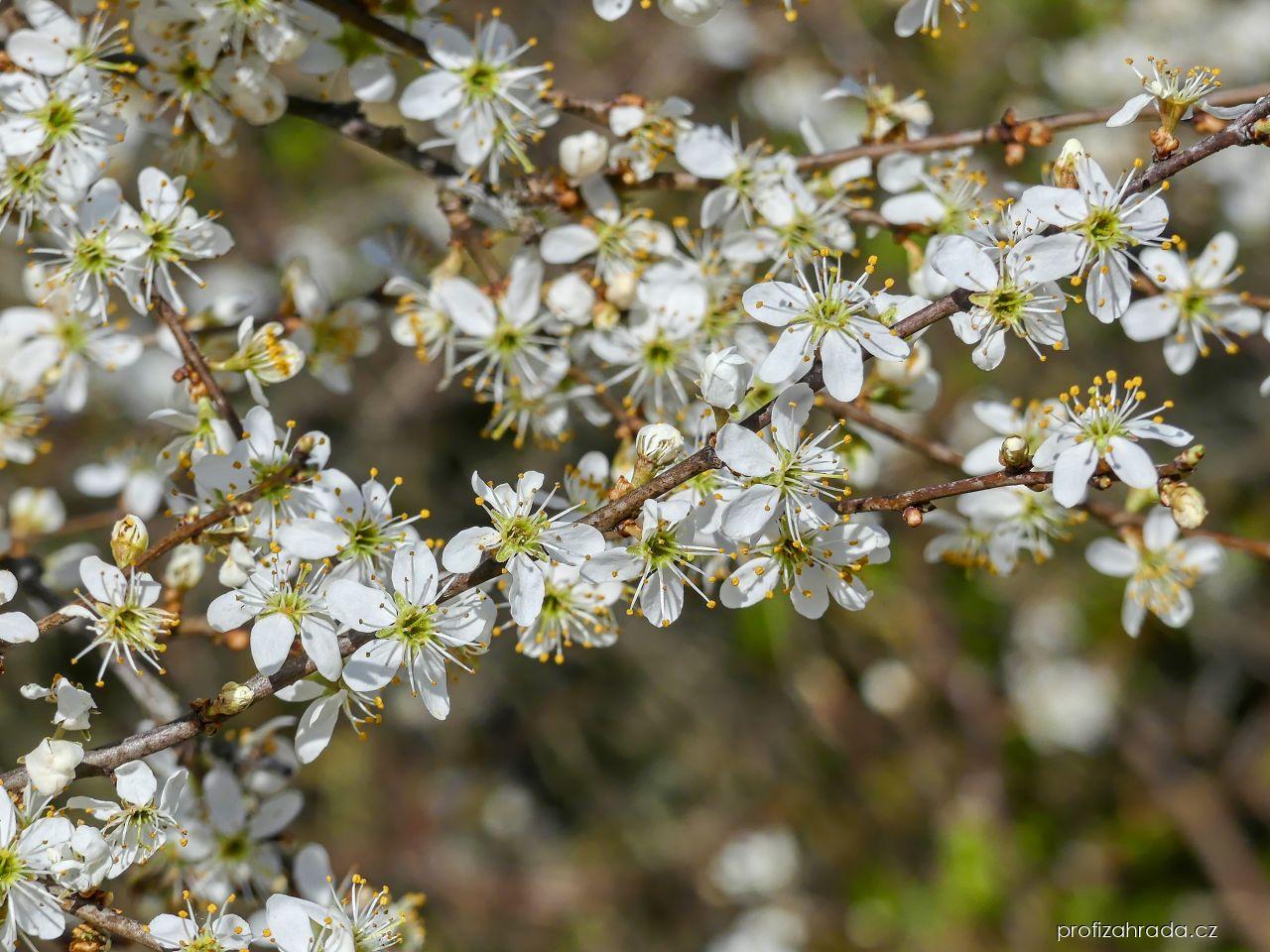 Prunus spinosa L. (trnka obecná) Prunus spinosa L. (trnka obecná)