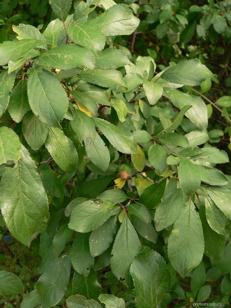 Prunus spinosa L. (trnka obecná) Prunus spinosa L. (trnka obecná)