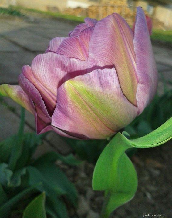Tulipa Blue Diamond (tulipán) Tulipa Blue Diamond (tulipán)