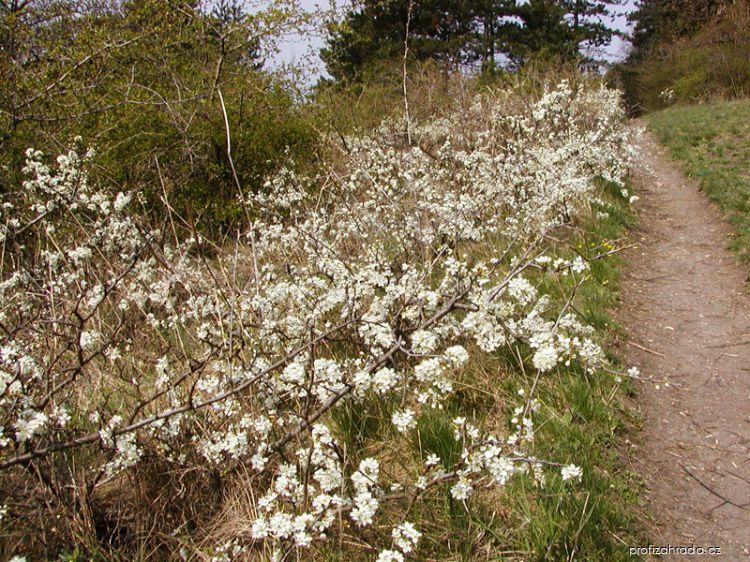 Prunus spinosa L. (trnka obecná) Prunus spinosa L. (trnka obecná)