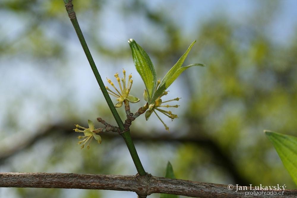 Cornus mas L. (dřín obecný) Cornus mas L. (dřín obecný)