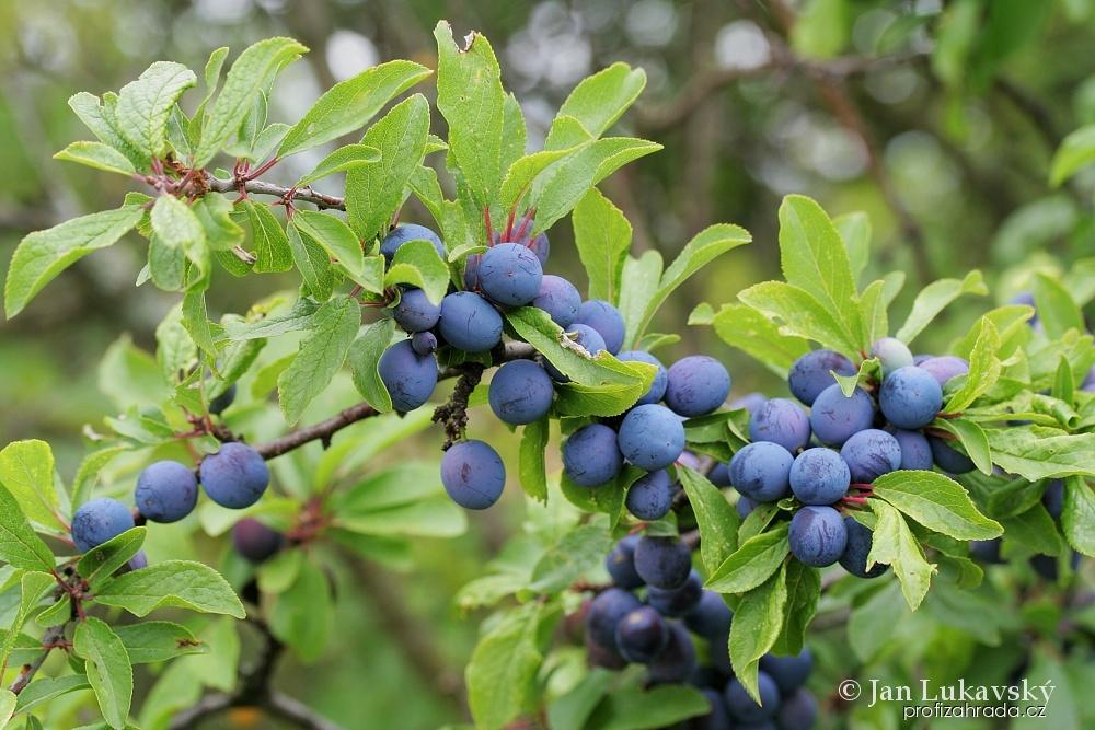 Prunus spinosa L. (trnka obecná) Prunus spinosa L. (trnka obecná)