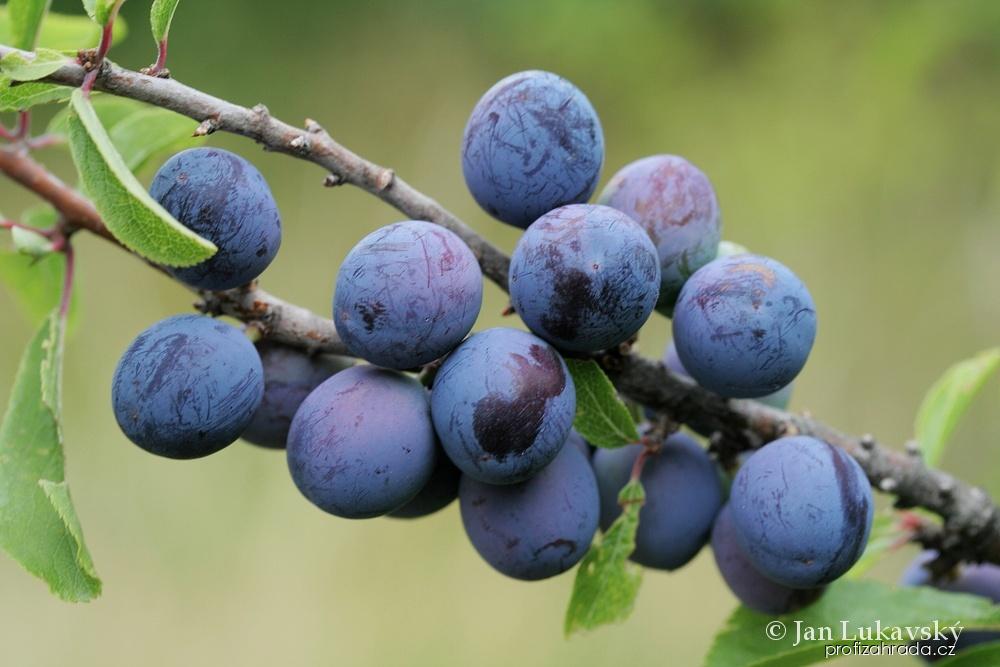 Prunus spinosa L. (trnka obecná) Prunus spinosa L. (trnka obecná)