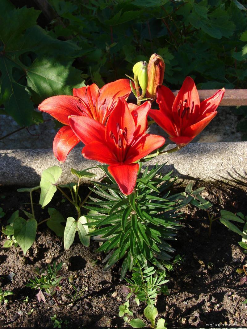 Lilium x hybridum Crimson Pixie (lilie) Lilium x hybridum Crimson Pixie (lilie)