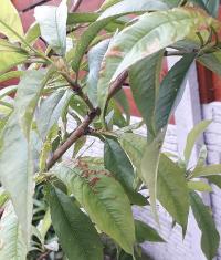 Broskvoň - kadeřavost listů