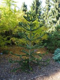 Blahočet chilský (Araucaria araucana)