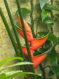 Heliconia bihai Balisier (Heliconia bihai Balisier)