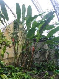 Heliconia bihai Balisier (Heliconia bihai Balisier)
