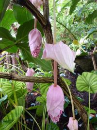 Tupoušek (Medinilla magnifica)