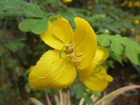 Kasie úzkolistá (Senna pallida)