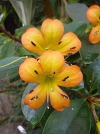 Rhododendron christianae (Rhododendron christianae)