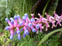 Echmea (Aechmea gamosepala)