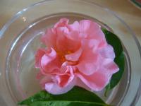 Kamélie 'Tiffany' (Camellia japonica)