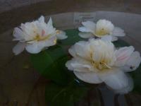 Kamélie 'Marie Morren' (Camellia japonica)