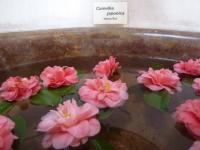 Kamélie 'Herme Rot' (Camellia japonica)