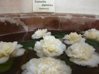 Kamélie 'Nobilissima' (Camellia japonica)