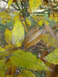 Kaštanovník jedlý (Castanea sativa)