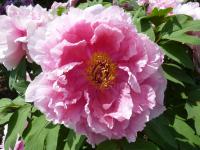 Pivoňka keřovitá (Paeonia suffruticosa)