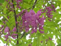 Trnovník lepkavý (Robinia viscosa)