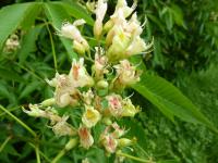 Jírovec žlutý (Aesculus flava)