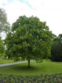 Jírovec žlutý (Aesculus flava)