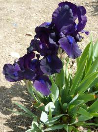 Kosatec nízký (Iris pumila)