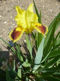 Kosatec nízký (Iris pumila)