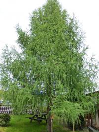 Modřín opadavý (Larix decidua)