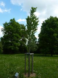 Zmarličník japonský (Cercidiphyllum japonicum)