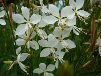 Svíčkovec Lindheimerův