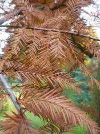 Tisovec dvouřadý - podzimní jehličí (Taxodium distichum)