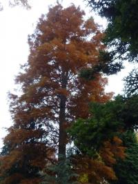 Tisovec dvouřadý (Taxodium distichum)