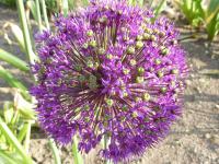 Česnek aflatunský (Allium aflatunense)