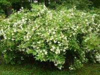 Trojpuk skvělý (Deutzia magnifica)