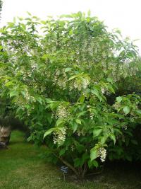 Sturačník chlupatý (Pterostyrax hispida)