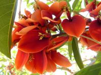 Zarděnice kohoutí (Erythrina crista-galli)