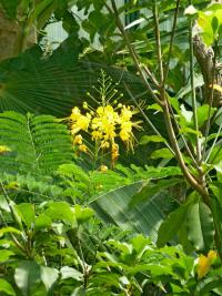 Sapan nejkrásnější (Caesalpinia pulcherrima)