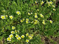 Limnantes (Limnanthes douglasii)