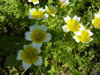 Limnantes (Limnanthes douglasii)